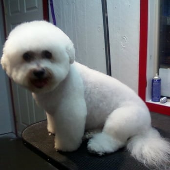 Scally-Wags Pet Salon - A lovely Bichon clip - Pet Groomers Near Me - Grand Junction, Colorado Scally-Wags Pet Salon - A lovely Bichon clip - Pet Groomers Near Me - Grand Junction, Colorado