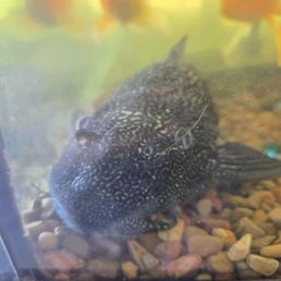 Funny fish at the tank Funny fish at the tank