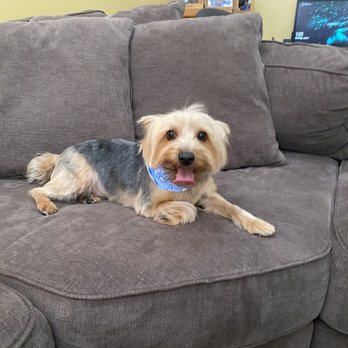 Angie's Mobile Paw Parlor - A very Happy Walter - Pet Groomers Near Me Angie's Mobile Paw Parlor - A very Happy Walter - Pet Groomers Near Me