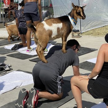 Memorial Market - a goat standing on a yoga mat - Grocery Near Me - Houston, Texas Memorial Market - a goat standing on a yoga mat - Grocery Near Me - Houston, Texas