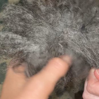 Collar & Comb - Screenshot of a video of her tail that is in knots after I picked her up from collar and comb. - Pet Groomers Near Me - Los Angeles, California Collar & Comb - Screenshot of a video of her tail that is in knots after I picked her up from collar and comb. - Pet Groomers Near Me - Los Angeles, California