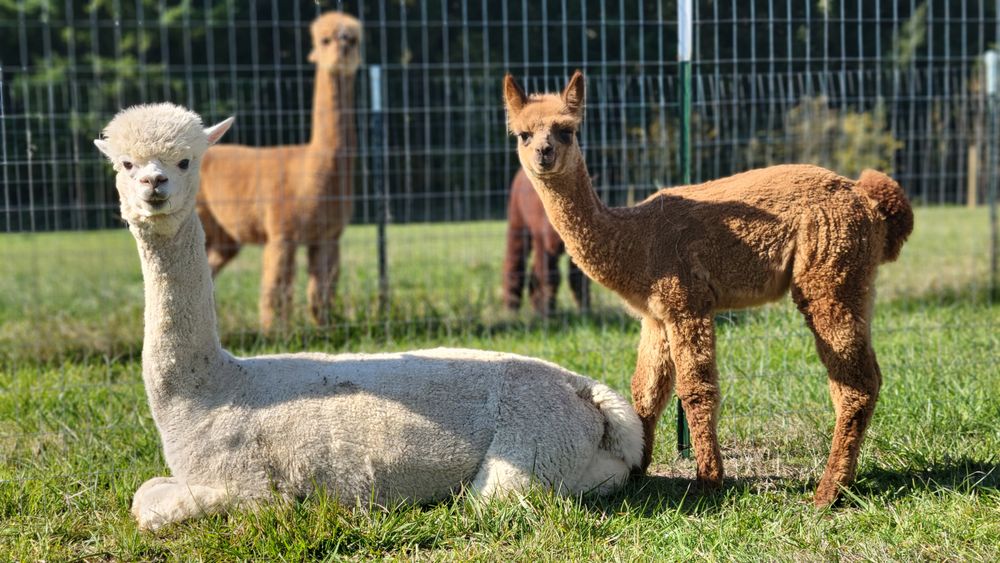 Sweetgrass and Sage Alpaca and Wellness Farm Logo