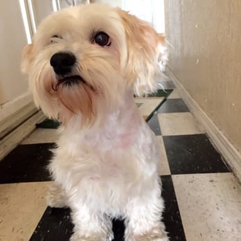A BiG Dog House - Motley's fresh cut! - Pet Sitting Near Me A BiG Dog House - Motley's fresh cut! - Pet Sitting Near Me
