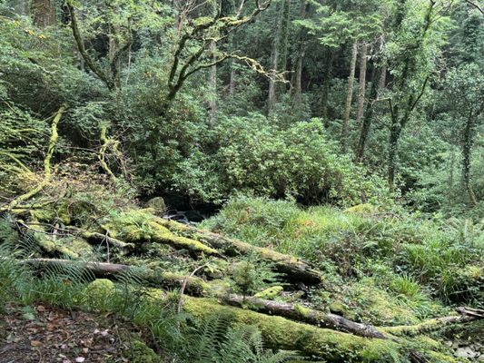 Killarney National Park by null