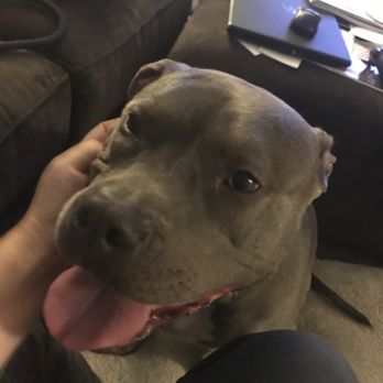 Ashley's K9 Solutions - Skylar used to be afraid of me and other strangers. You wouldn't know it now. - Pet Training Near Me - Enfield, Connecticut