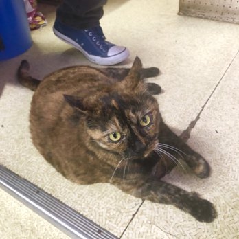 Fairy Lake Discus Palace - Cat 2 - Pet Stores Near Me - San Francisco, California