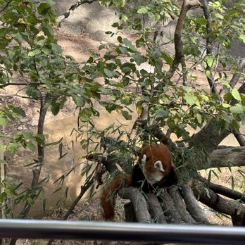 Bronx Zoo - Red Panda busy - Zoos Near Me - Bronx, New York
