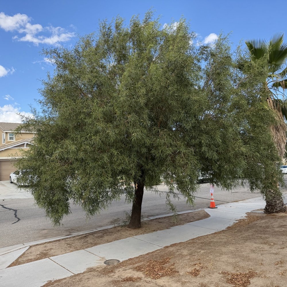 Before Picture: Needs Tree Removed and Palm Tree Trimmed