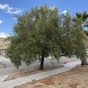 Mason's Treescape - Before Picture: Needs Tree Removed and Palm Tree Trimmed - Tree Services Near Me - Hesperia, California