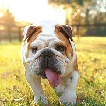 Super Scooper - Pet Waste Removal Near Me - Oklahoma City, Oklahoma