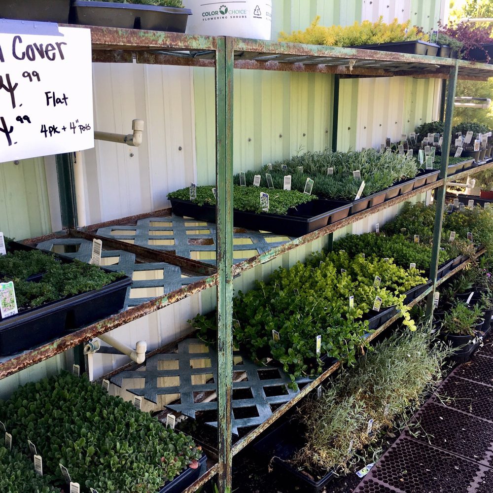 Westside Nursery - Ground cover - Nurseries & Gardening Near Me - Murray, Utah Westside Nursery - Ground cover - Nurseries & Gardening Near Me - Murray, Utah
