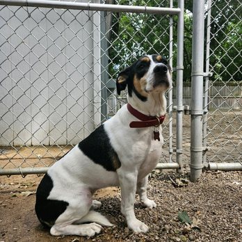 Oak Brook Kennel Club - Picture sent to me from OBKC :) - Pet Boarding Near Me - Oak Brook, Illinois Oak Brook Kennel Club - Picture sent to me from OBKC :) - Pet Boarding Near Me - Oak Brook, Illinois