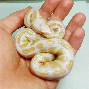 Rettil Jungle - Pet Stores Near Me - Milan, Michigan