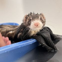 Angel Ferret Shelter Services