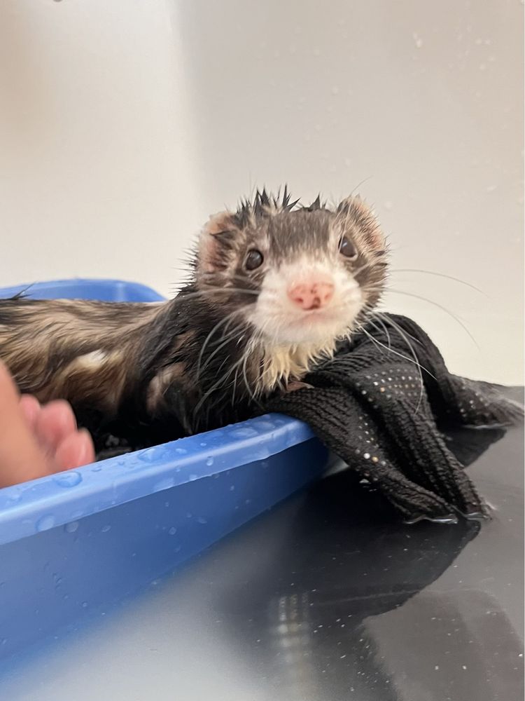 ANGEL FERRET SHELTER SERVICES Updated October 2024 19 Photos & 12