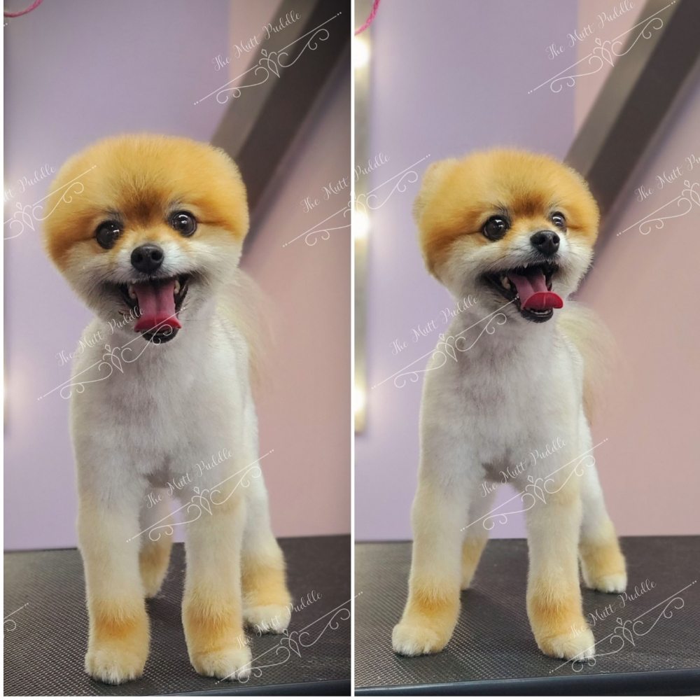 MUTT PUDDLE 66 Photos & 72 Reviews 190 E Stacy Rd, Allen, TX Yelp