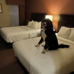 Comfort Inn & Suites And Conference Center