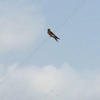 Lexington State Harbor - Bird on a wire in the harbor - Marinas Near Me - Lexington, Michigan
