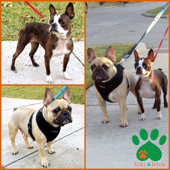 kiki & fetch - We have the cutest Boston Terrier & French Bulldog clients ever! Welcome to the kiki & fetch family Gumbo (top) & Bodhi (bottom) - Dog Walkers Near Me kiki & fetch - We have the cutest Boston Terrier & French Bulldog clients ever! Welcome to the kiki & fetch family Gumbo (top) & Bodhi (bottom) - Dog Walkers Near Me