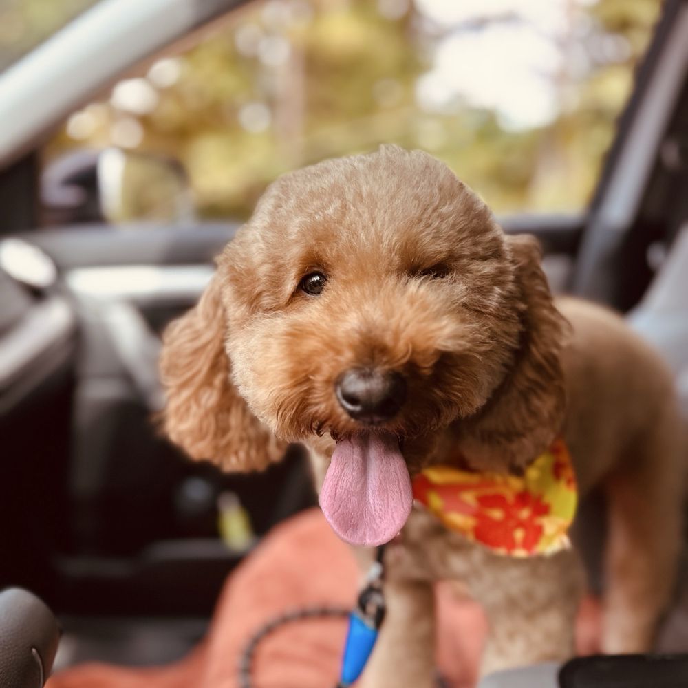 Tiffany's Pet Salon - Have you booked with Tiffany's?  The after - Pet Groomers Near Me - Mint Hill, North Carolina