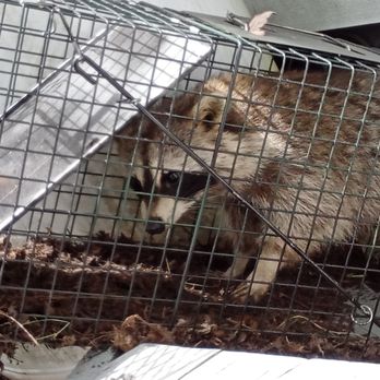 Critterr Gitterr - Wildlife Control Near Me - Black River, New York Critterr Gitterr - Wildlife Control Near Me - Black River, New York