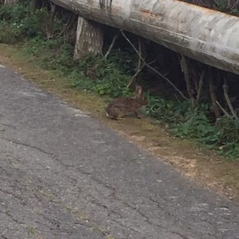 Sweeney Ridge - Saw these bunnies everywhere right around dusk. Bunny active time - Parks Near Me - San Bruno, California Sweeney Ridge - Saw these bunnies everywhere right around dusk. Bunny active time - Parks Near Me - San Bruno, California