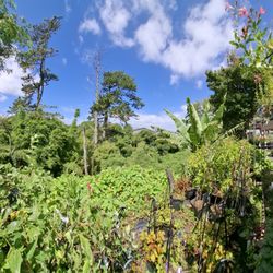 Roger's Garden Centre