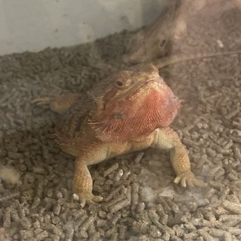 La Habra Pets - Reptile Shops Near Me - La Habra, California La Habra Pets - Reptile Shops Near Me - La Habra, California