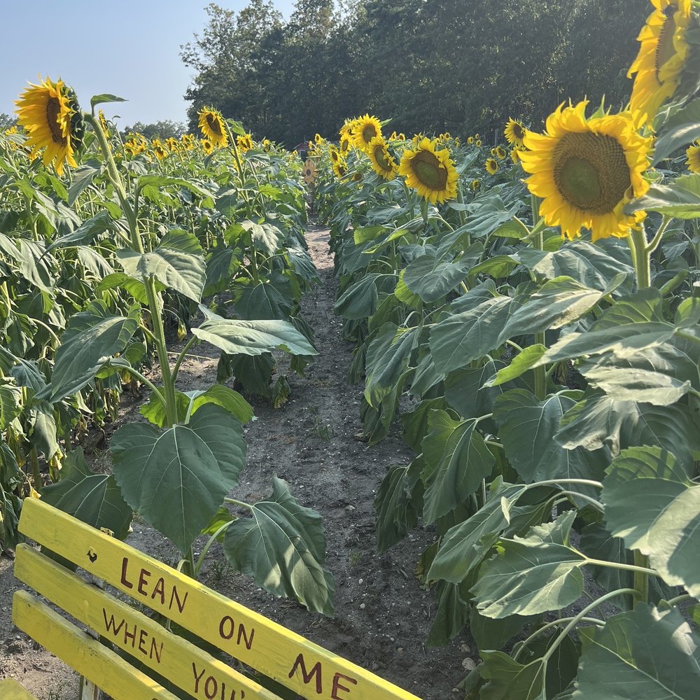 Argos Farm - Sunflower Picking - Farmers Market Near Me - Forked River, New Jersey