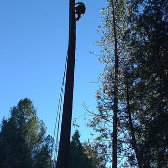 ID Tree & Landcare - 125ft ponderosa pine removal - Tree Services Near Me ID Tree & Landcare - 125ft ponderosa pine removal - Tree Services Near Me