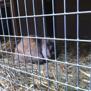Hackney City Farm - Figure 4 - Zoos Near Me - London, XGL