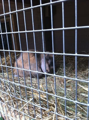 Hackney City Farm by null
