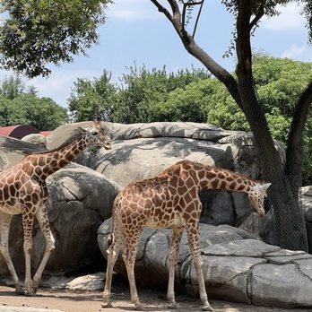 Zoológico de Chapultepec - Zoos Near Me - México, D.F., DIF Zoológico de Chapultepec - Zoos Near Me - México, D.F., DIF