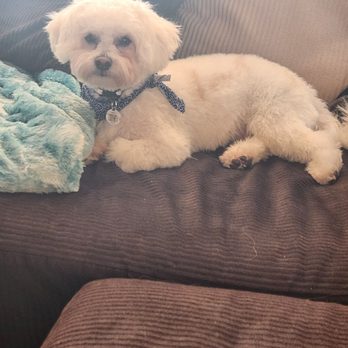 The Original Doggie Glam Mobile Pet Grooming - Pet Groomers Near Me The Original Doggie Glam Mobile Pet Grooming - Pet Groomers Near Me