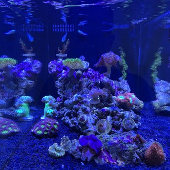 reef aquariums near me