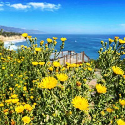 Point Dume State Beach by null