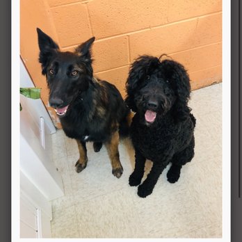 Wags & Ruffs - Pet Boarding Near Me - San Diego, California