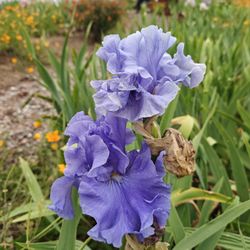 Dry Creek Garden - Iris Garden:  two purple irises.
