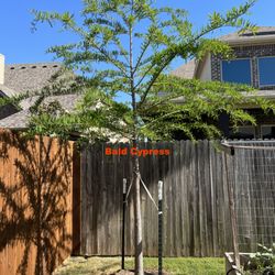 The Tree Place - I trimmed the limbs that were below the top of the fence line.