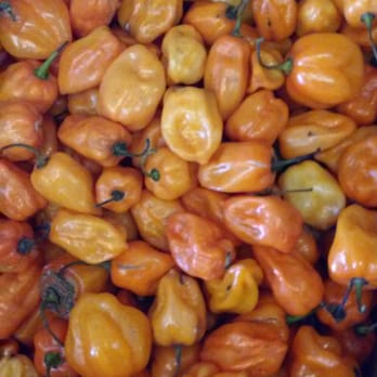 Sweet Harvest Shed - Grocery Near Me - Dallas, Texas Sweet Harvest Shed - Grocery Near Me - Dallas, Texas