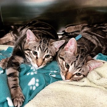 Centre Street Veterinary Clinic - Veterinarians Near Me - Calgary, Alberta Centre Street Veterinary Clinic - Veterinarians Near Me - Calgary, Alberta