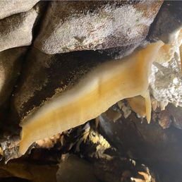 Raw Fatty Uncooked Cave Bacon