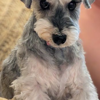 Paws R Us - Pet Groomers Near Me - Glendale, Arizona Paws R Us - Pet Groomers Near Me - Glendale, Arizona