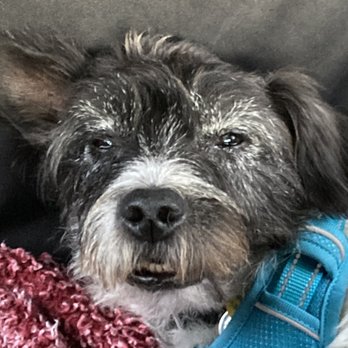 Veterinary Emergency Group - Malakai - Emergency Pet Hospital Near Me - San Ramon, California