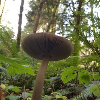 Eagle Fern Park - Parks Near Me - Eagle Creek, Oregon Eagle Fern Park - Parks Near Me - Eagle Creek, Oregon