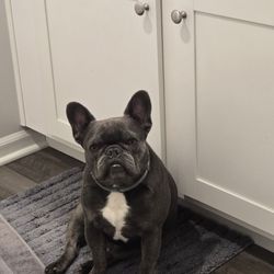 Petland Overland Park
