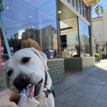 STARBUCKS - Puppiccino!! - Coffee & Tea Near Me - San Francisco, California STARBUCKS - Puppiccino!! - Coffee & Tea Near Me - San Francisco, California