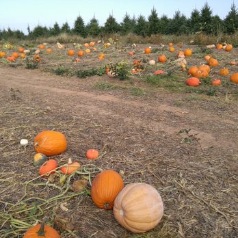Homestead Farm - Pumpkin patch - Fruits & Veggies Near Me - Poolesville, Maryland