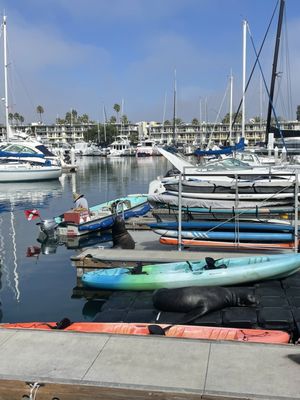 Marina Del Rey Marina by null