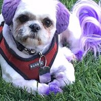 PupTown Pet Salon - Added some color - Pet Groomers Near Me - Richland, Washington PupTown Pet Salon - Added some color - Pet Groomers Near Me - Richland, Washington